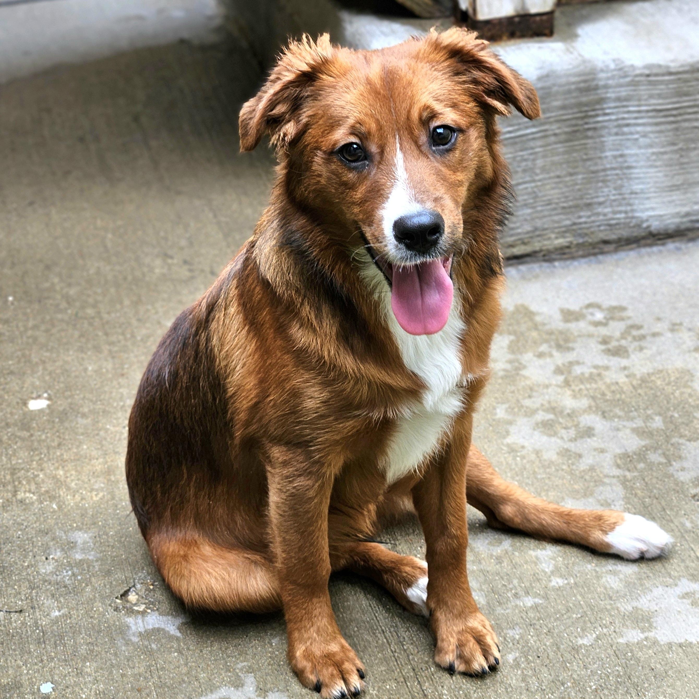Enlarge Kirby, a ADOPTABLE mixed breed in Chicago, IL image 6/6