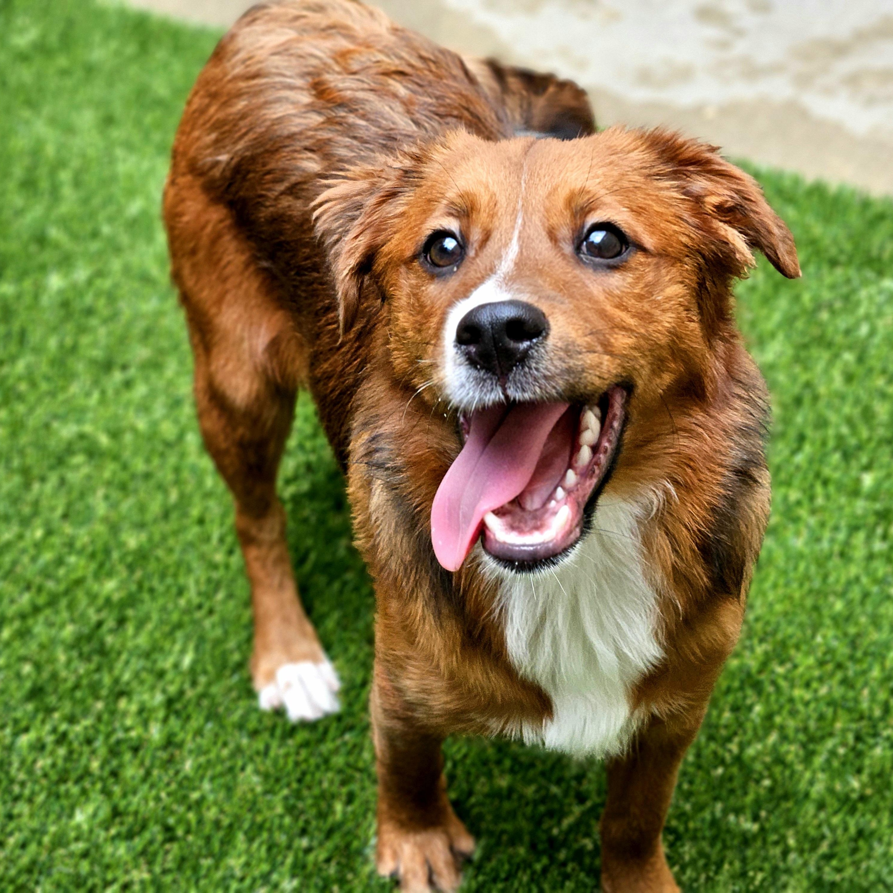 Enlarge Kirby, a ADOPTABLE mixed breed in Chicago, IL image 4/6