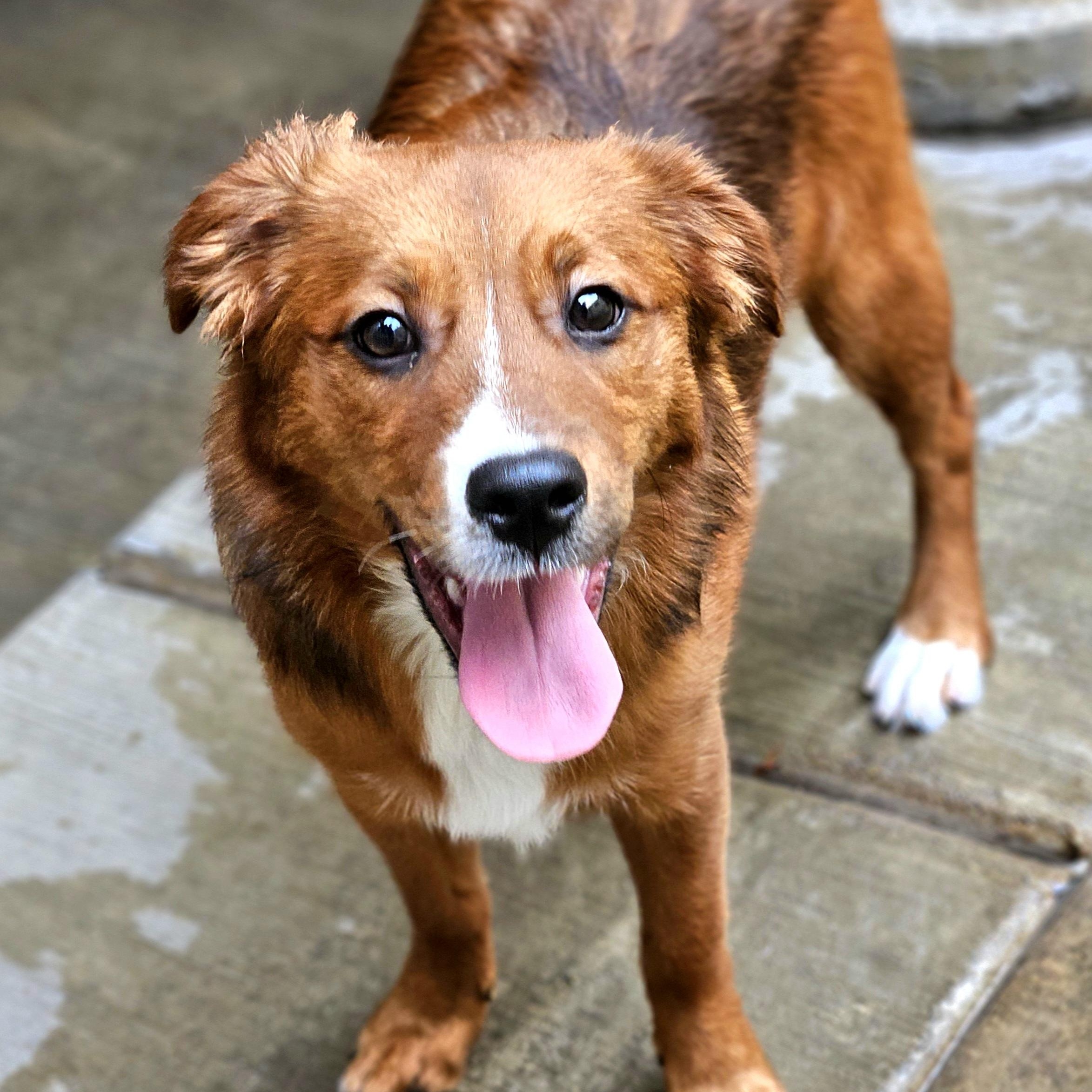 Kirby, ADOPTABLE, Puppy Male Pomeranian & Jack Russell Terrier.