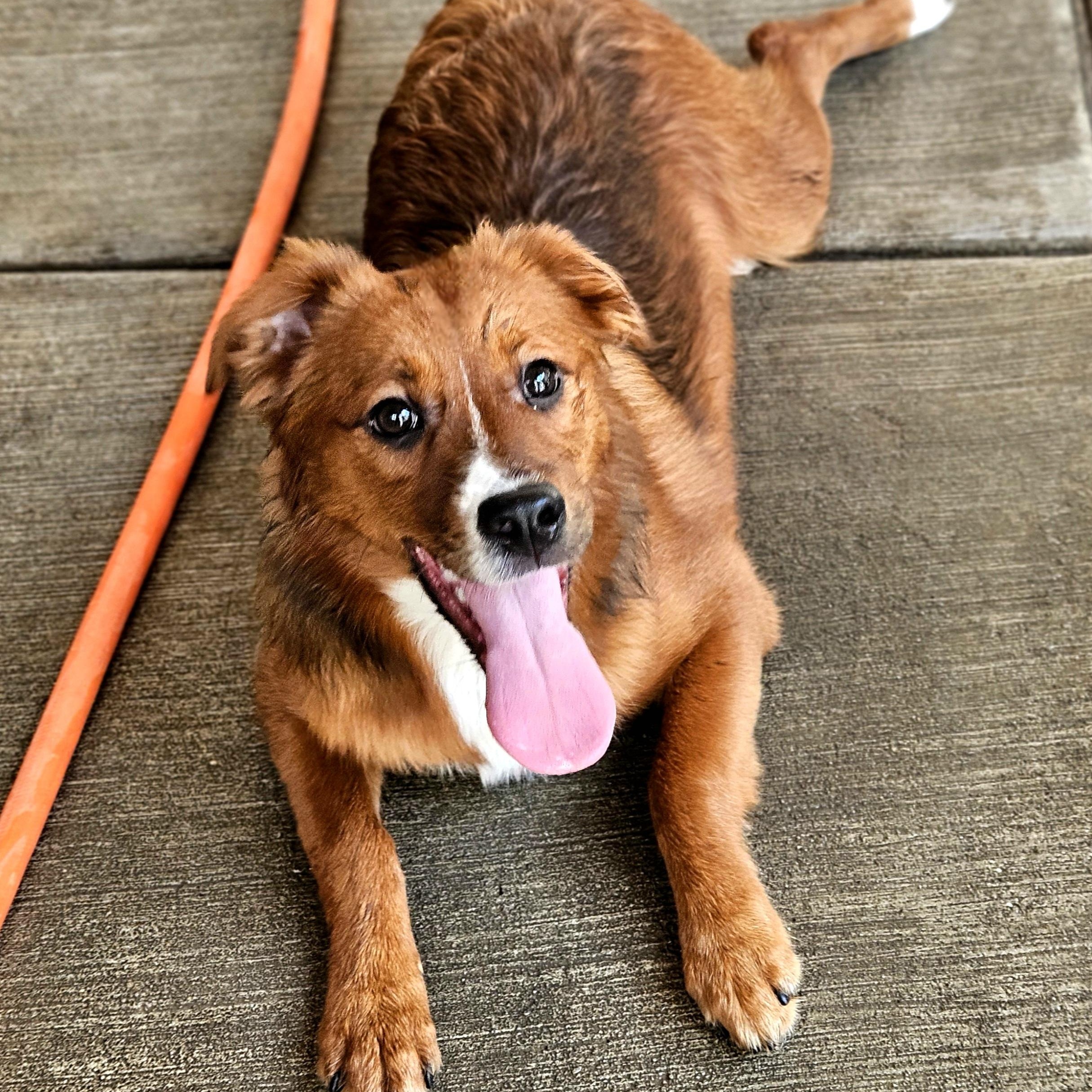 Enlarge Kirby, a ADOPTABLE mixed breed in Chicago, IL image 5/6