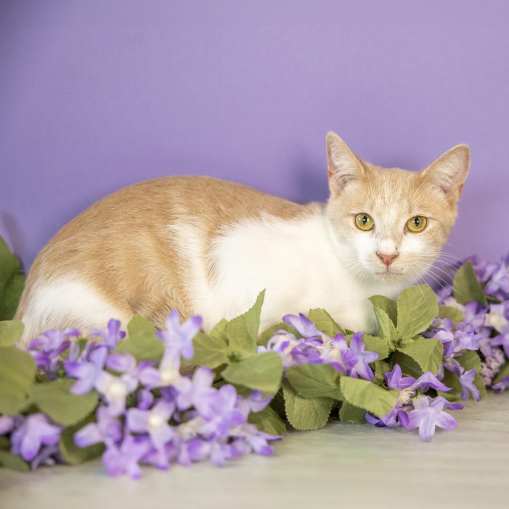 Freddie, Adoptable, Adult Male Domestic Short Hair.