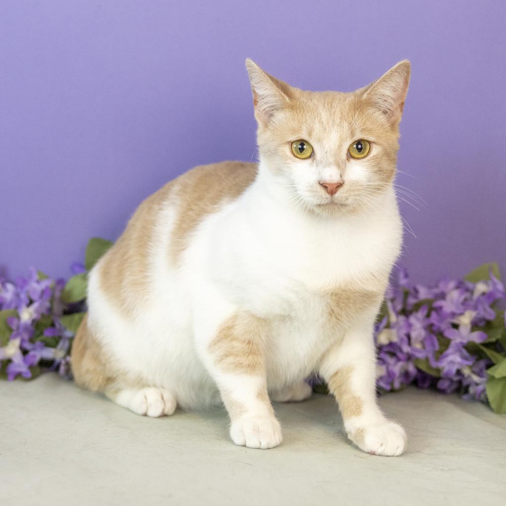 Enlarge Freddie, a Adoptable Domestic Short Hair in Durham, NC image 2/5