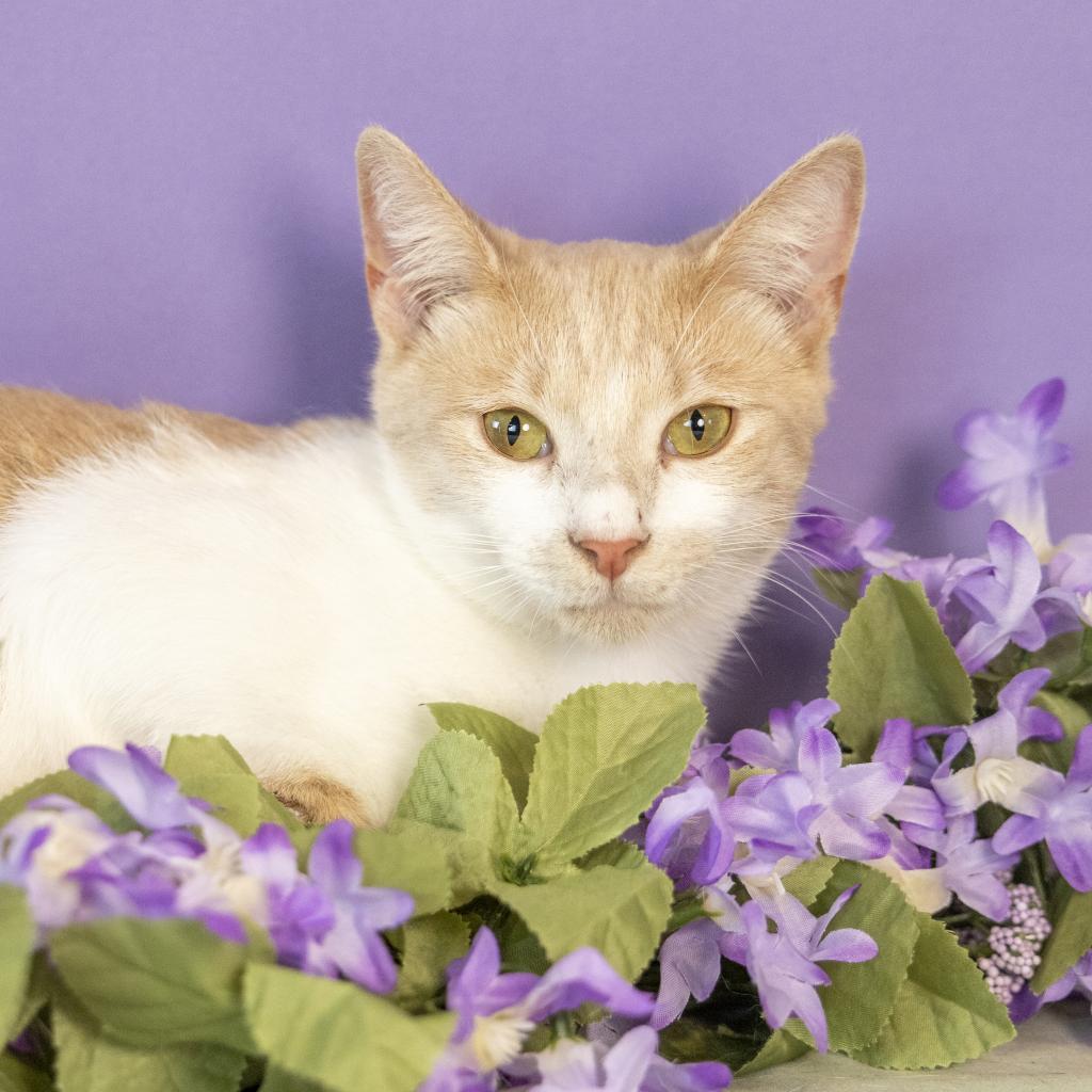 Enlarge Freddie, a Adoptable Domestic Short Hair in Durham, NC image 4/5