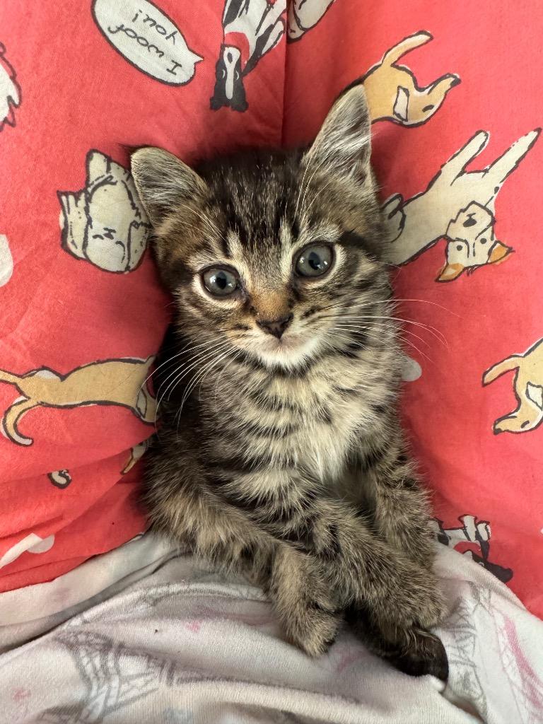 Stella, Adopted, Kitten Female Domestic Short Hair.
