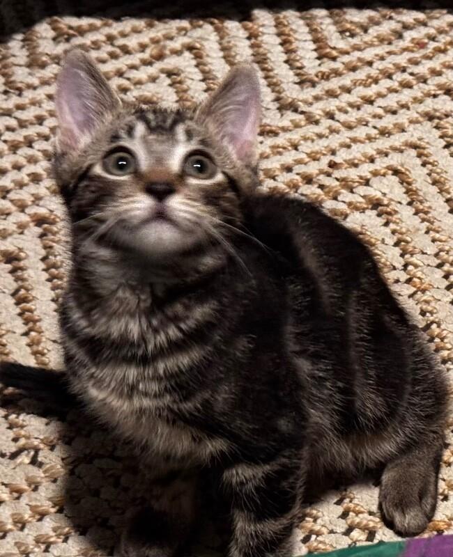 Deino BONDED with Ditto Pokémon Litter, Adoptable, Kitten Male Domestic Medium Hair.