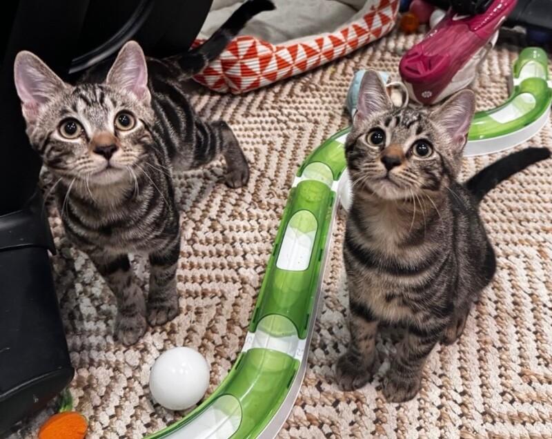 Enlarge Deino BONDED with Ditto Pokémon Litter, a Adoptable Domestic Medium Hair in Anthem, AZ image 2/6