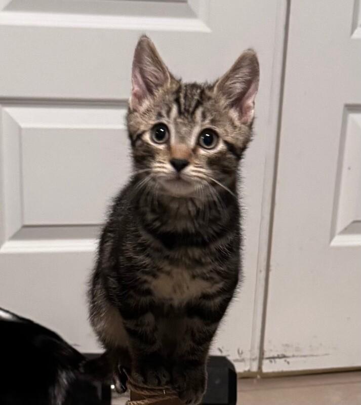 Enlarge Deino BONDED with Ditto Pokémon Litter, a Adoptable Domestic Medium Hair in Anthem, AZ image 3/6