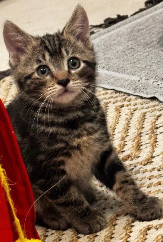Enlarge Deino BONDED with Ditto Pokémon Litter, a Adoptable Domestic Medium Hair in Anthem, AZ image 4/6