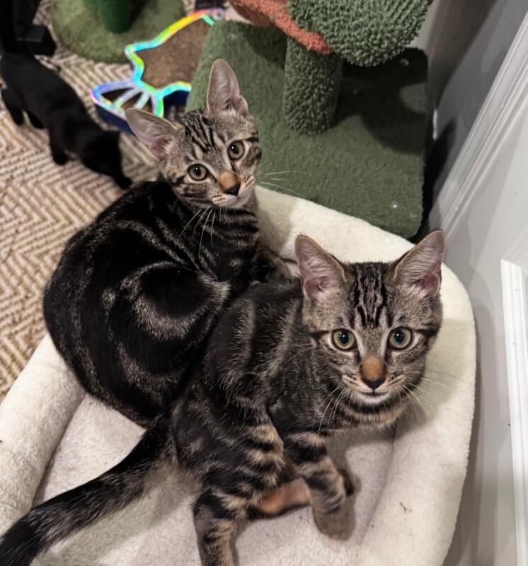 Enlarge Deino BONDED with Ditto Pokémon Litter, a Adoptable Domestic Medium Hair in Anthem, AZ image 5/6