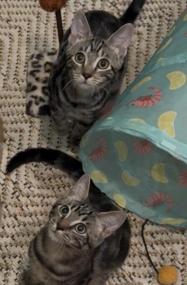 Enlarge Deino BONDED with Ditto Pokémon Litter, a Adoptable Domestic Medium Hair in Anthem, AZ image 6/6