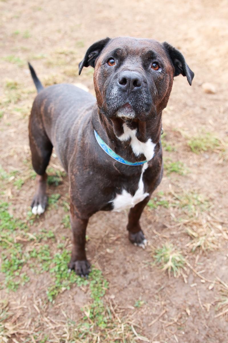 Enlarge Sienna , a Adoptable mixed breed in Loogootee, IN image 3/4