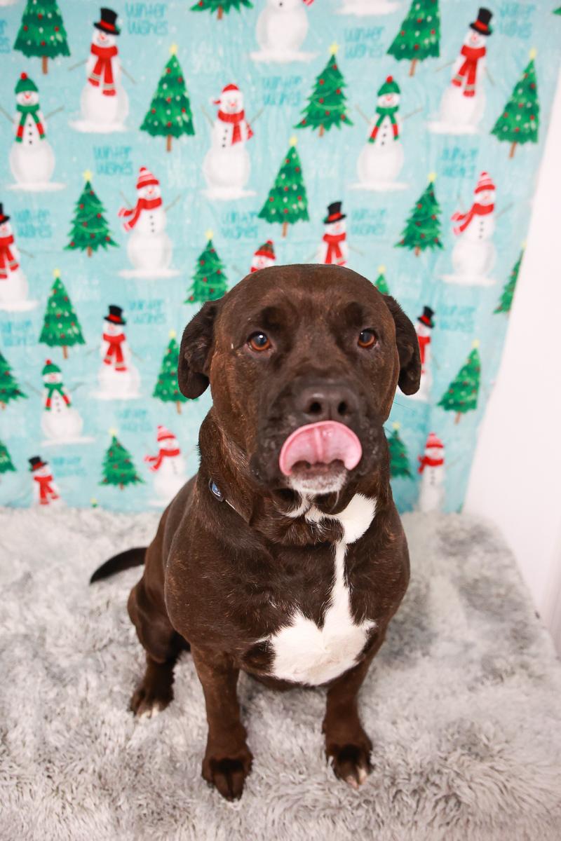 Enlarge Sienna , a Adoptable mixed breed in Loogootee, IN image 2/4