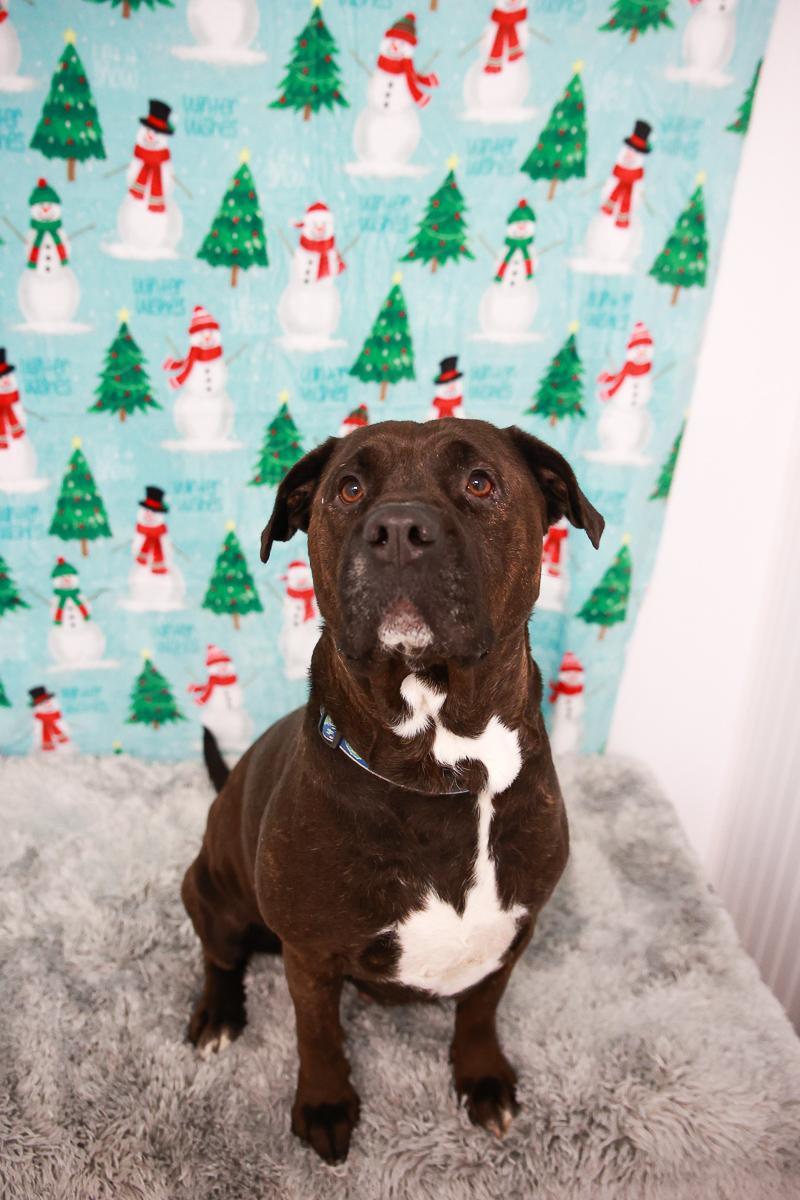 Sienna , Adoptable, Adult Female American Staffordshire Terrier.