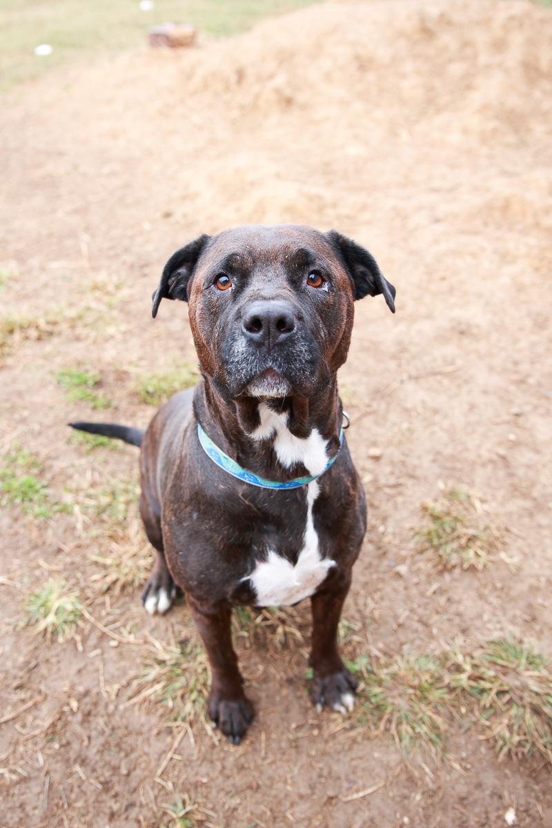 Enlarge Sienna , a Adoptable mixed breed in Loogootee, IN image 4/4