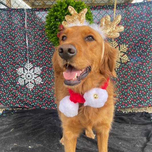 Harper, a Adoptable Golden Retriever in Louisville, KY image 1/2