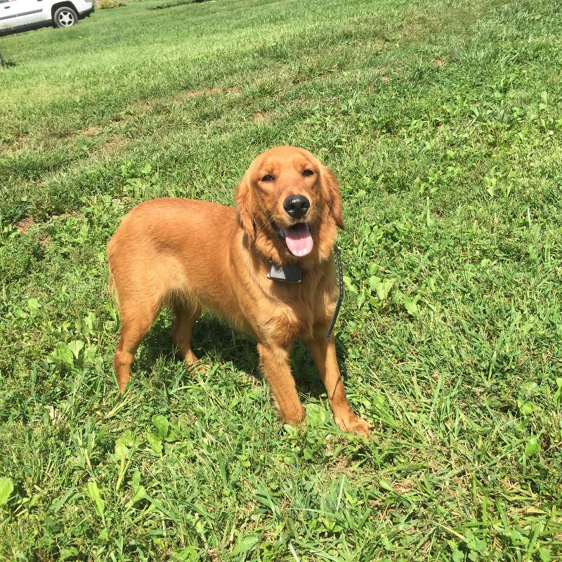 Harper, a Adoptable Golden Retriever image 1/4