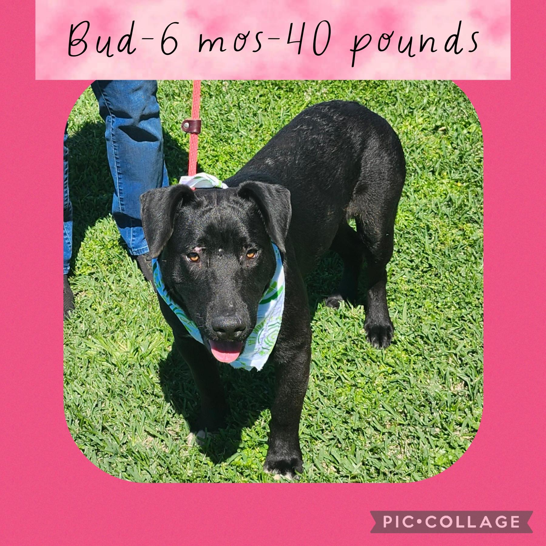 Enlarge Bud, an adopted mixed breed in New Iberia, LA image 1/1