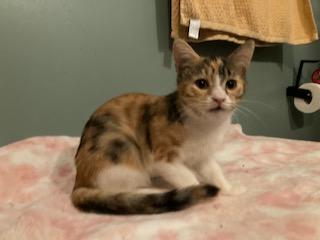 Lori