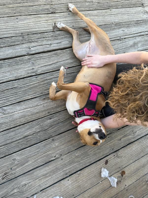 Flower, a Adoptable mixed breed in Wendell, NC image 2/6