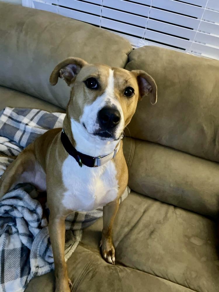 Flower, a Adoptable mixed breed in Wendell, NC image 3/6