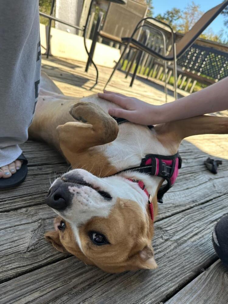 Flower, a Adoptable mixed breed in Wendell, NC image 4/6