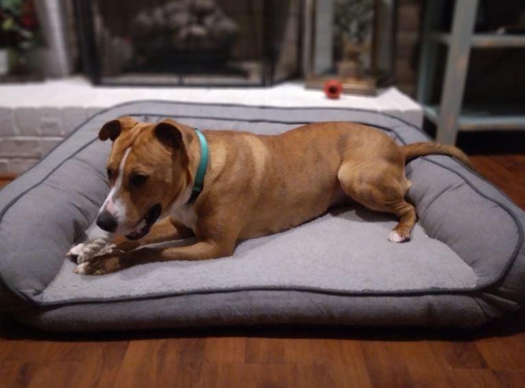 Flower, Adoptable, Young Female Cattle Dog & Mixed Breed.