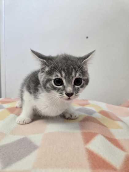 Bodacious, Adoptable, Adult Female Domestic Short Hair & Domestic Short Hair.