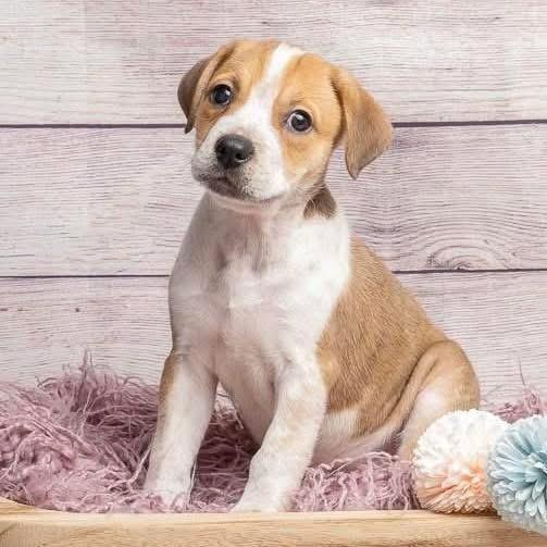 Enlarge Wonder Woman, a Adoptable Mixed Breed in Smyrna, GA image 1/4