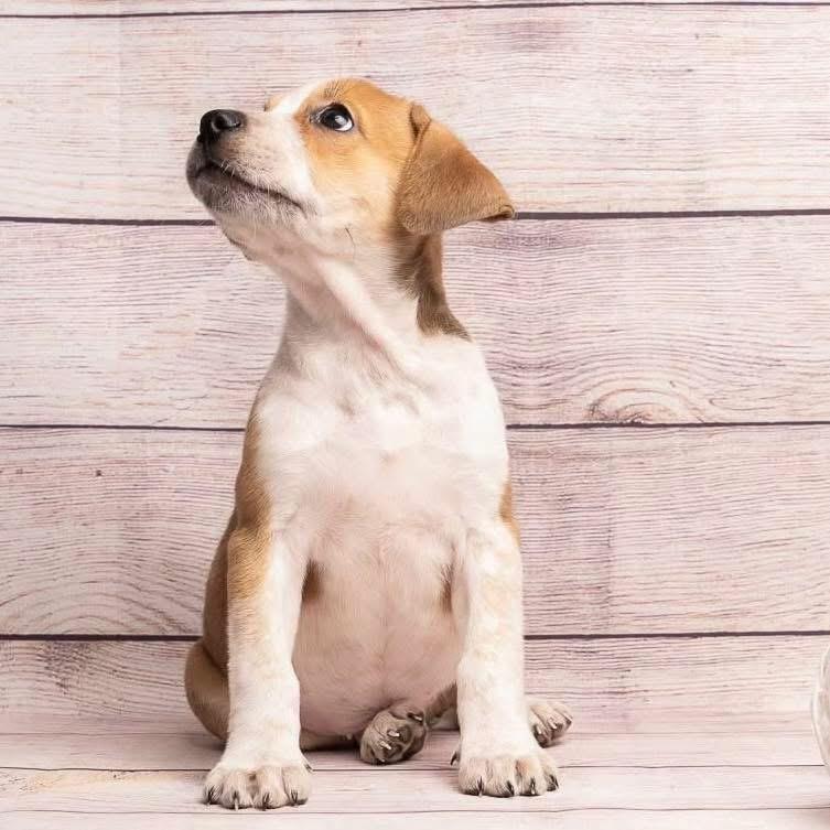 Enlarge Wonder Woman, a Adoptable Mixed Breed in Smyrna, GA image 2/4