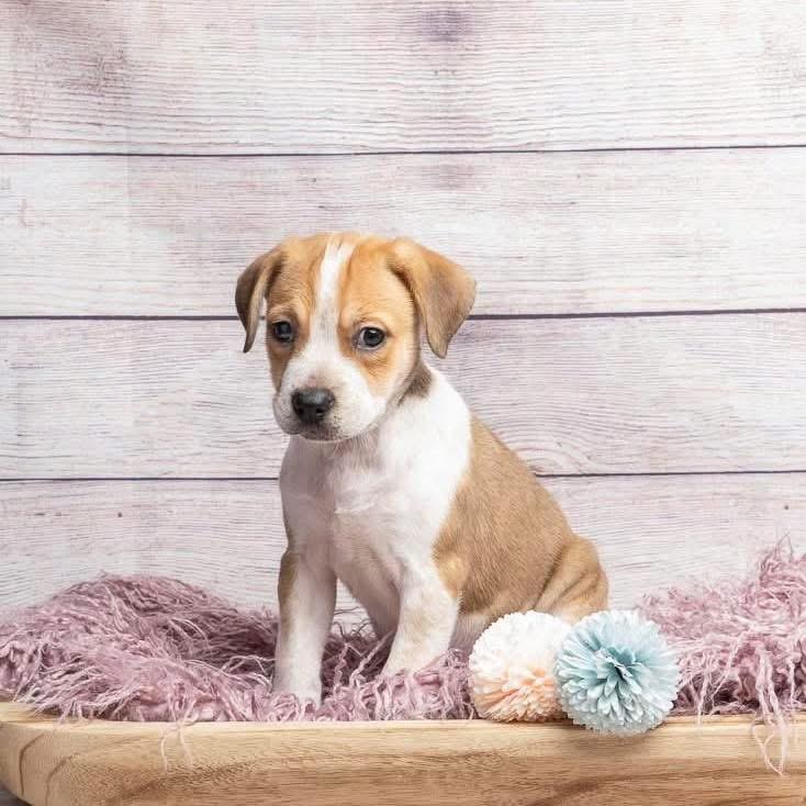 Enlarge Wonder Woman, a Adoptable Mixed Breed in Smyrna, GA image 3/4