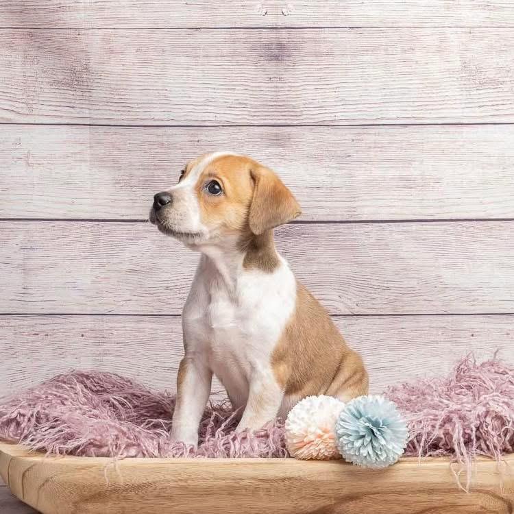 Enlarge Wonder Woman, a Adoptable Mixed Breed in Smyrna, GA image 4/4