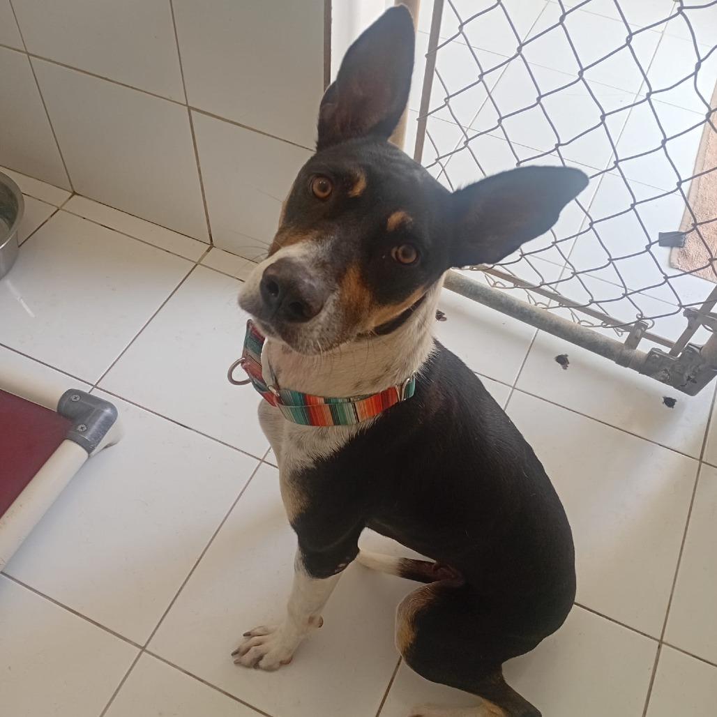 Maya, Adoptable, Young Female Mixed Breed.
