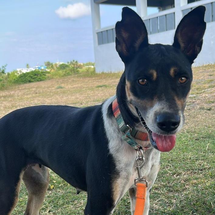 Maya, a Adoptable Mixed Breed in Morristown, NJ image 2/3