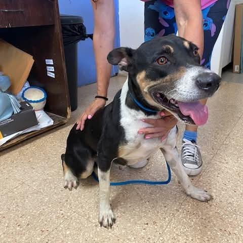 Maya, a Adoptable Mixed Breed in Vieques, PR image 2/2