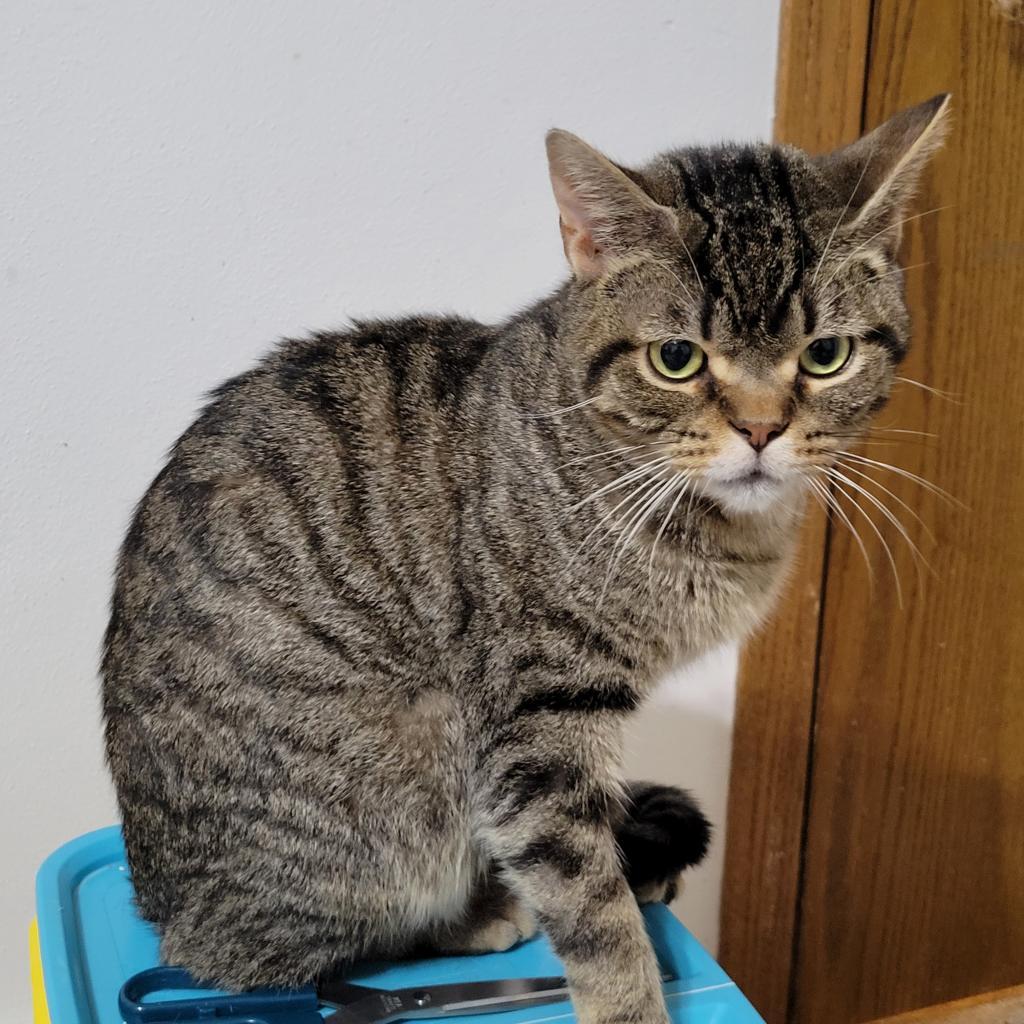 Enlarge Prancer (FeLV+), a Adoptable Domestic Short Hair in Middleton, WI image 1/1