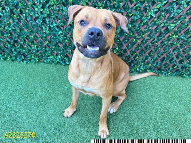 SIMBA, Adoptable, Adult Male Mixed Breed & Mixed Breed.
