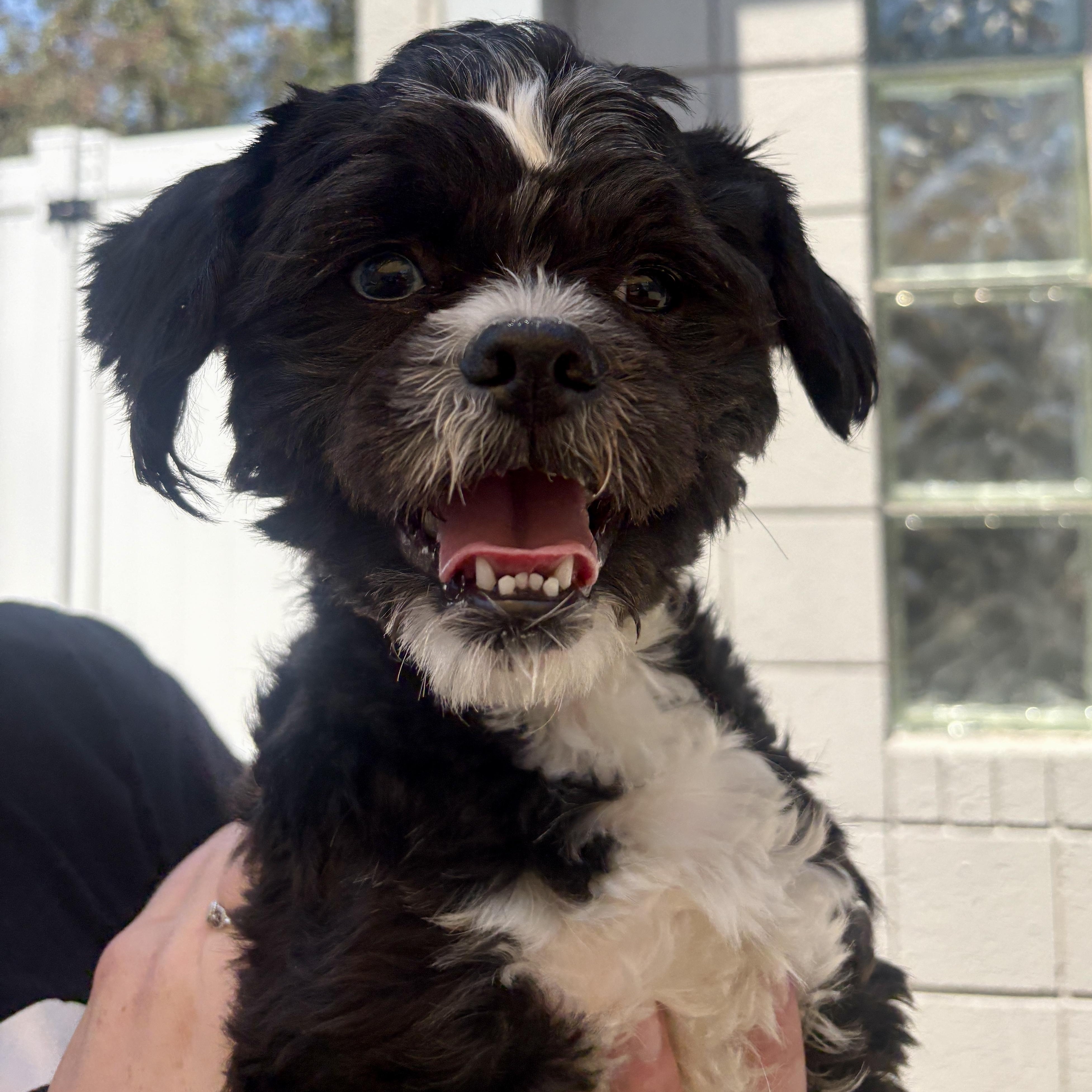 Enlarge Fritz, an adopted Maltipoo in Detroit, MI image 3/3