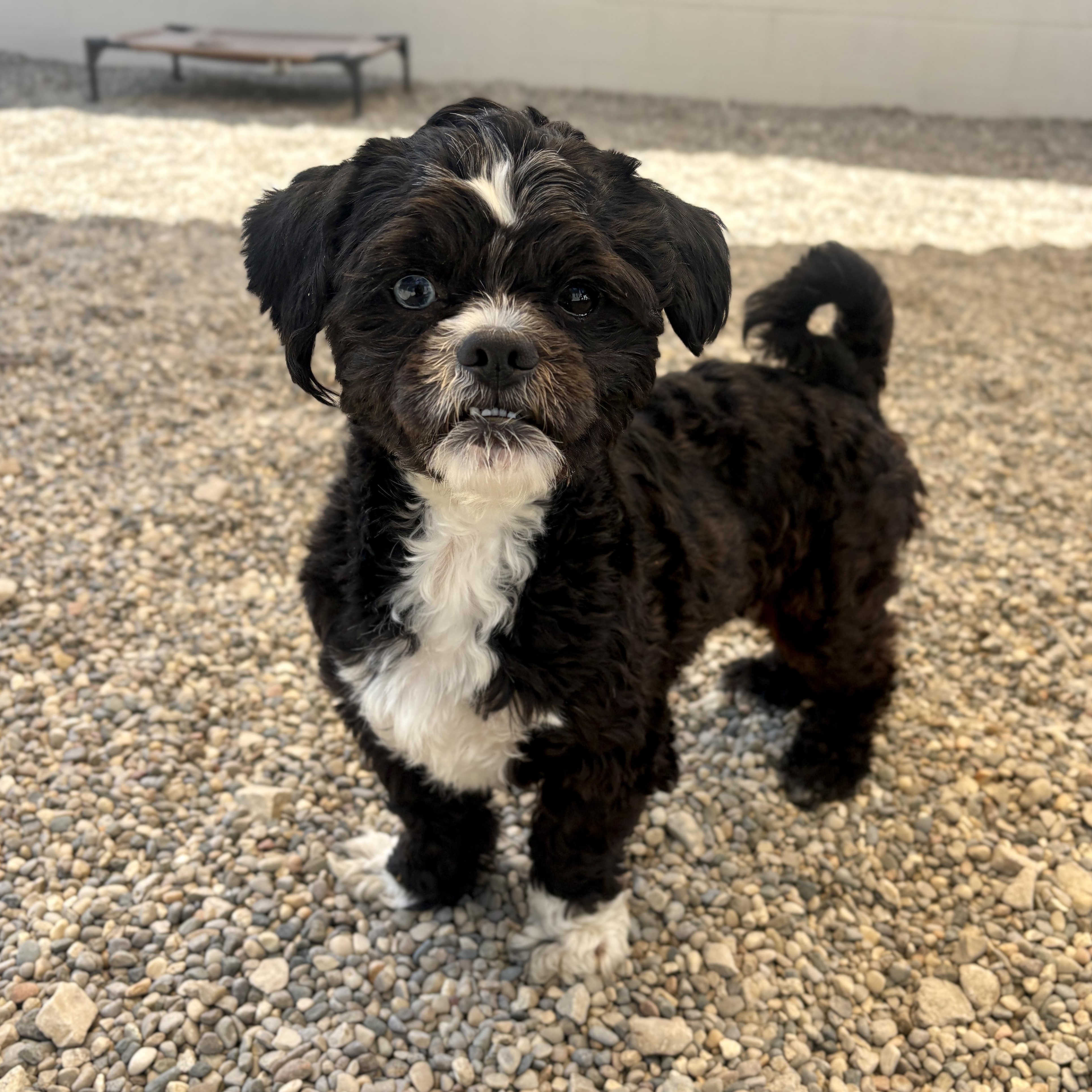 Fritz, adopted, Young Male Maltipoo.