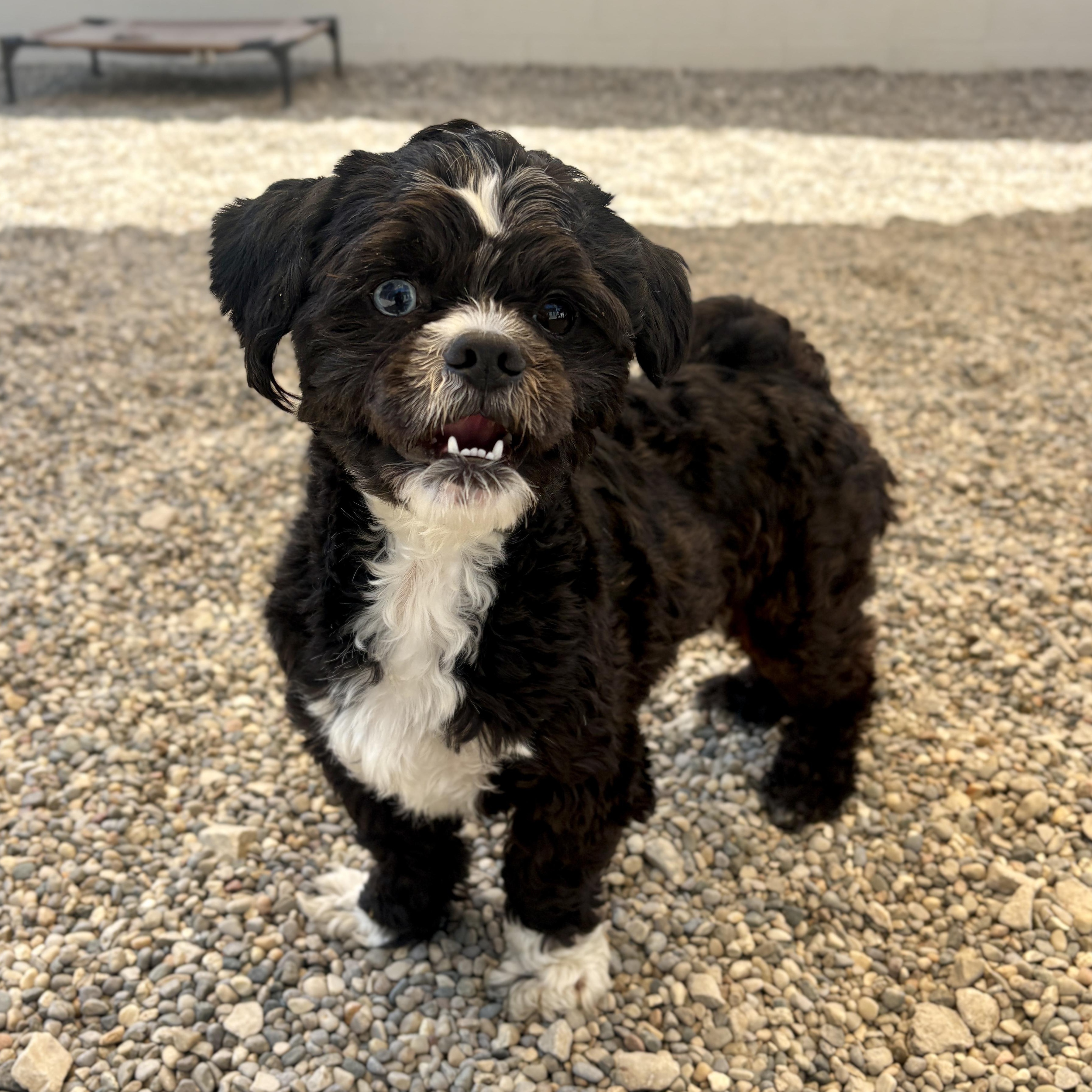 Enlarge Fritz, an adopted Maltipoo in Detroit, MI image 2/3