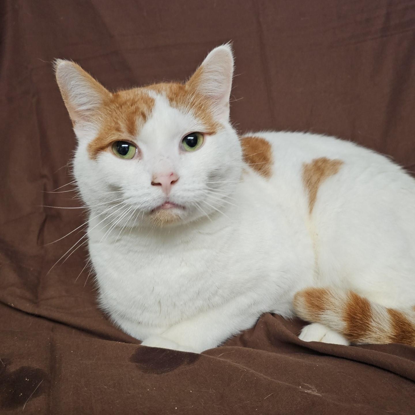 Enlarge Beetle, a Adoptable Domestic Short Hair in Pardeeville, WI image 2/6