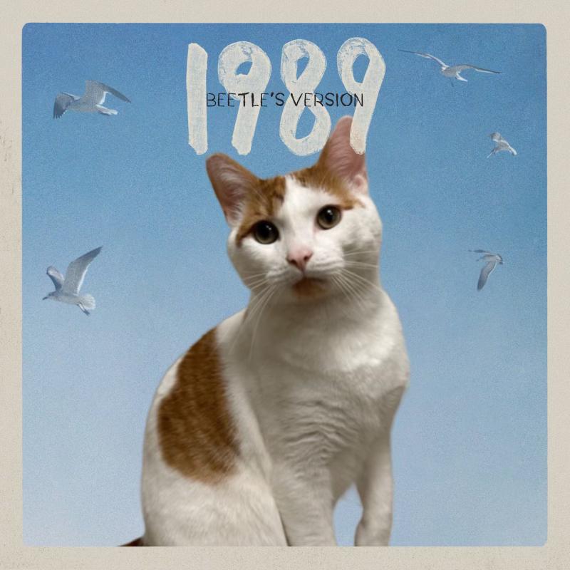 Enlarge Beetle, a Adoptable Domestic Short Hair in Pardeeville, WI image 3/6