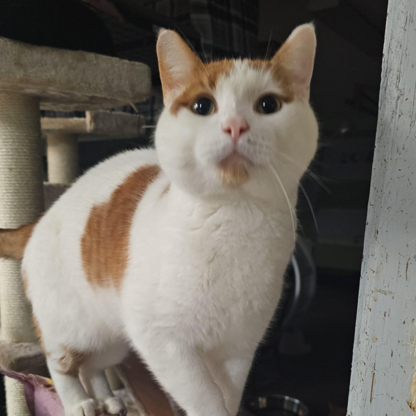 Enlarge Beetle, a Adoptable Domestic Short Hair in Pardeeville, WI image 4/6