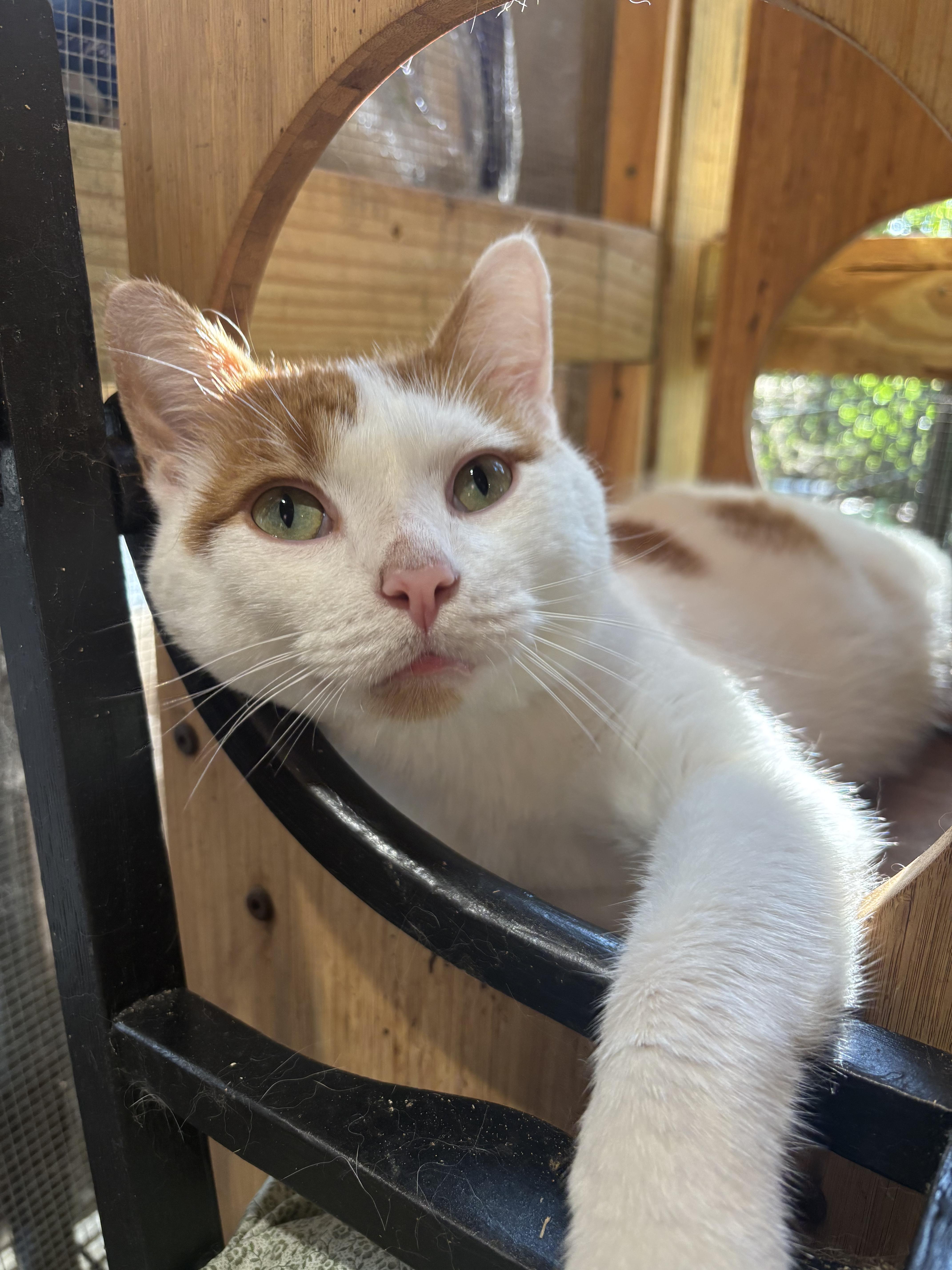 Enlarge Beetle, a Adoptable Domestic Short Hair in Pardeeville, WI image 1/6