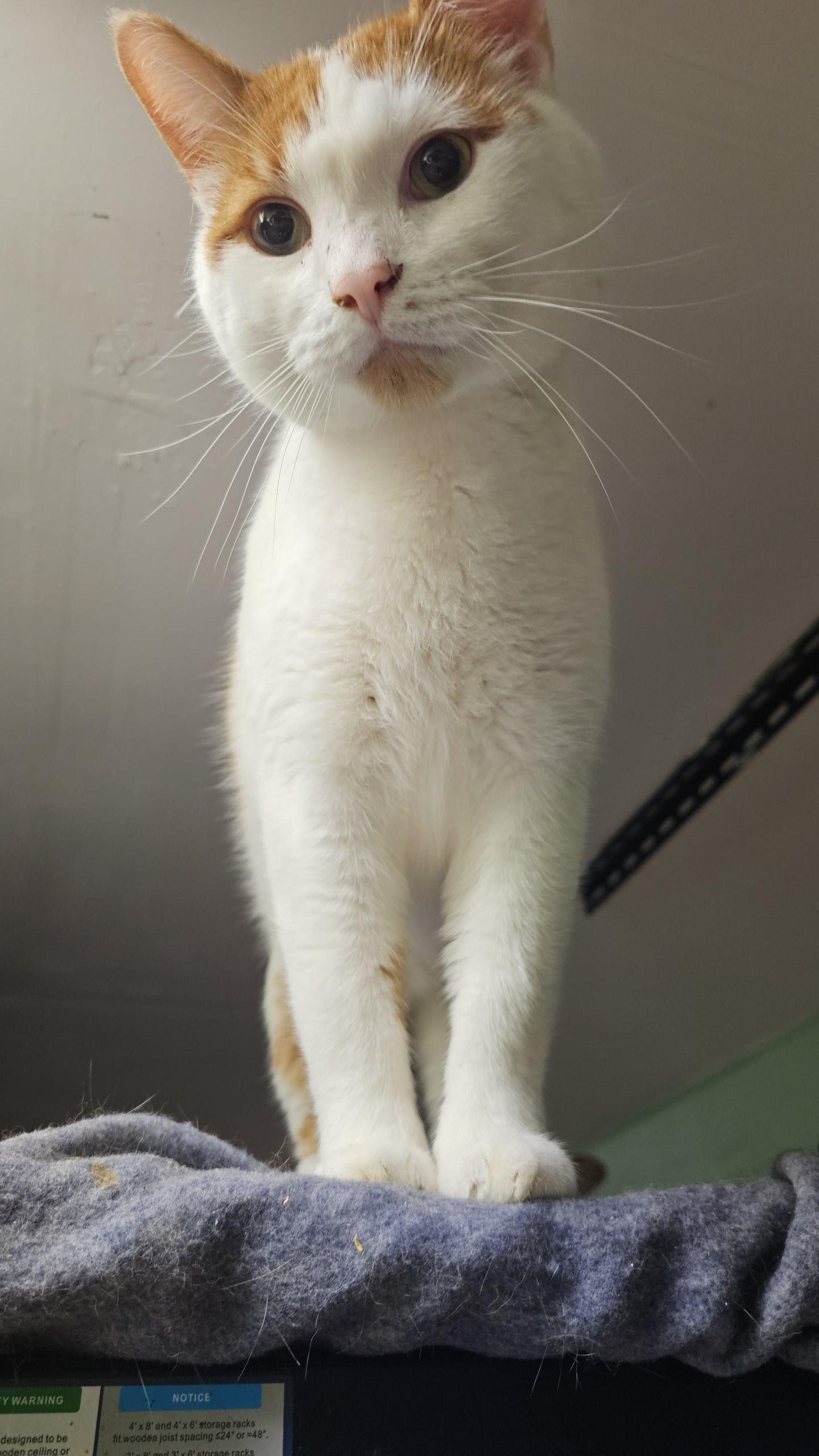 Enlarge Beetle, a Adoptable Domestic Short Hair in Pardeeville, WI image 5/6