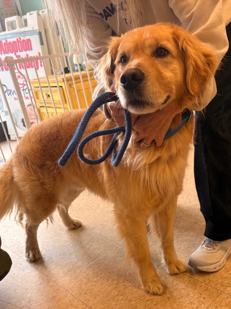 Groot, Adopted, Adult Male Golden Retriever.