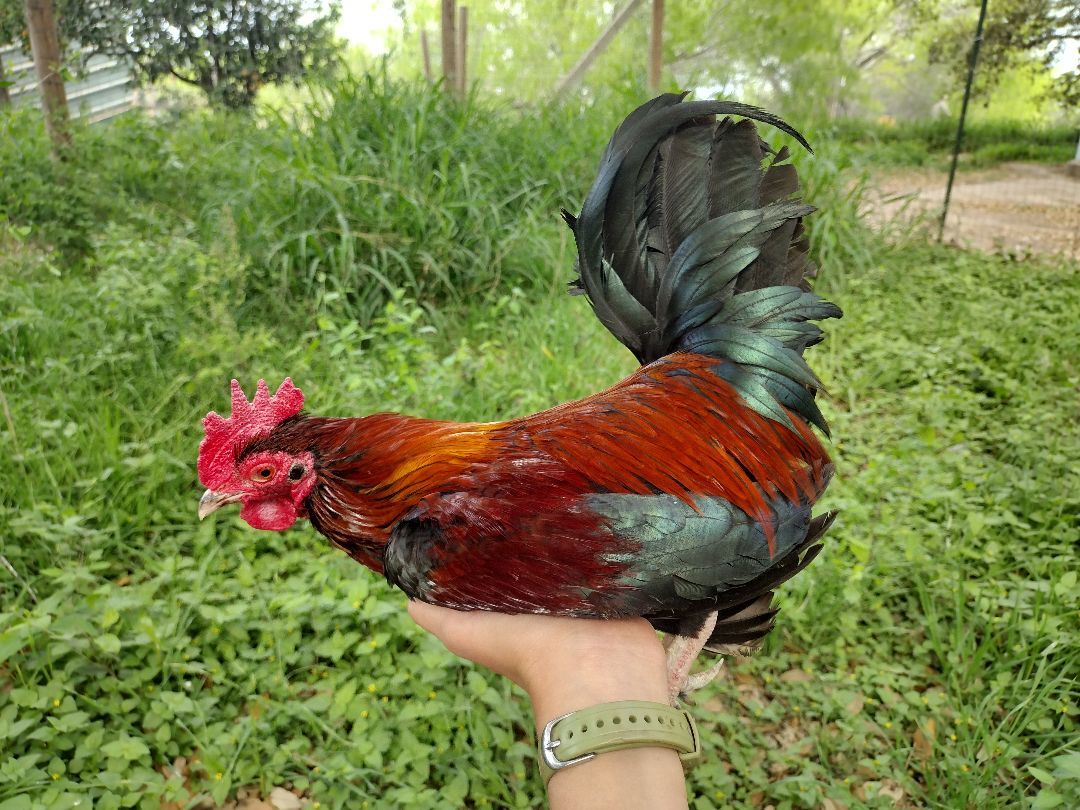 Enlarge Brian, a Adoptable Chicken in Donna, TX image 1/4