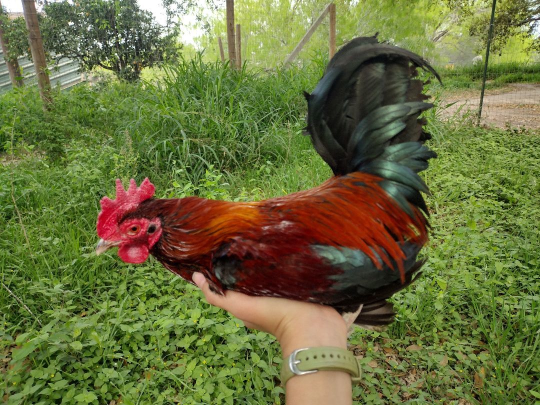 Enlarge Brian, a Adoptable Chicken in Donna, TX image 2/4
