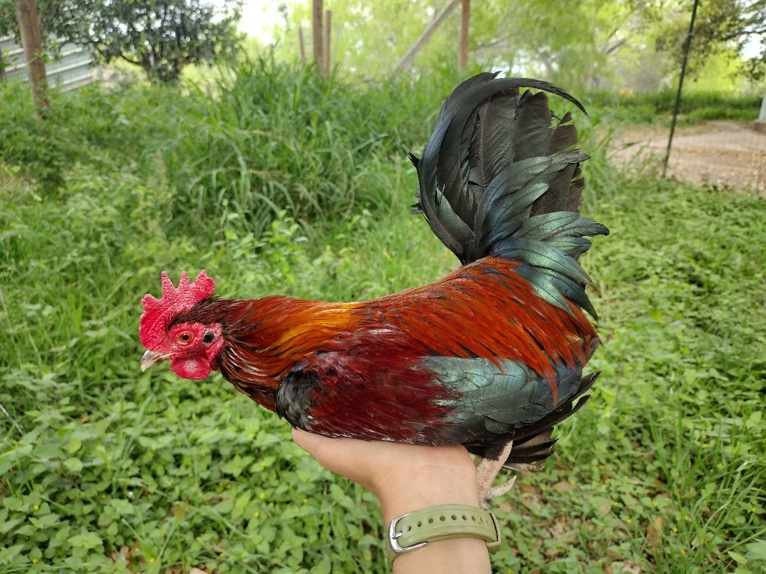 Enlarge Brian, a Adoptable Chicken in Donna, TX image 3/4