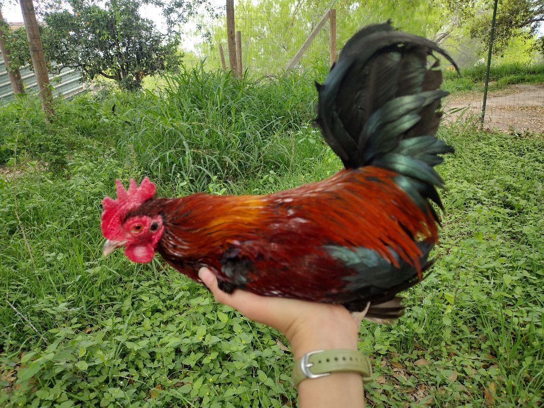 Brian, Adult Male Chicken