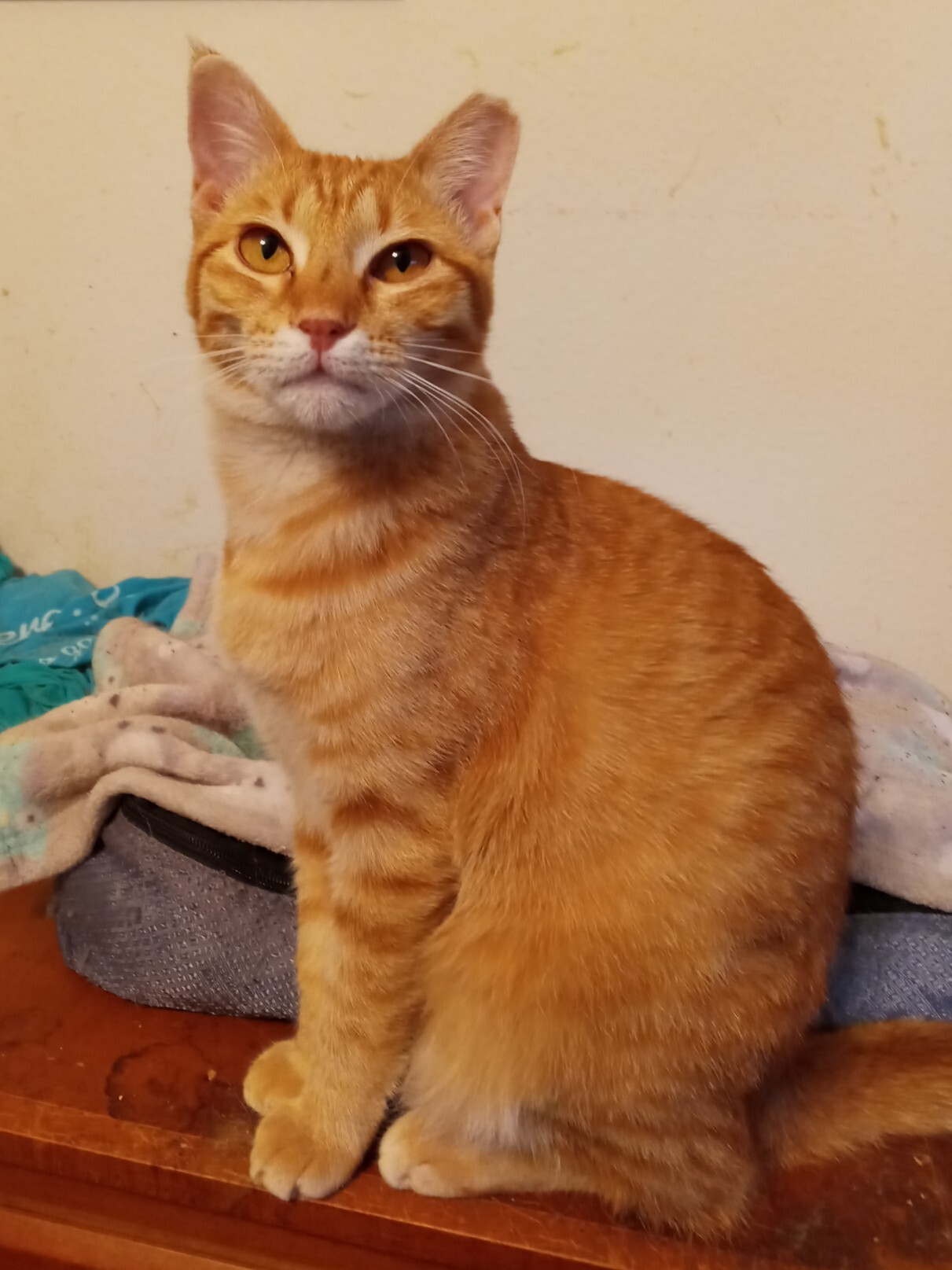 Peanut, a Adoptable Domestic Short Hair in College Station, TX image 1/4